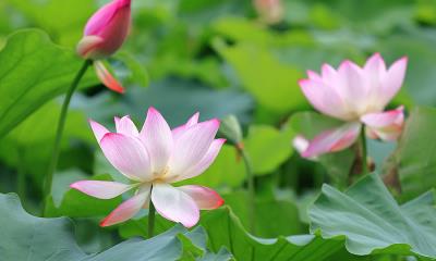 藕花风起，首夏清和&nbsp;&nbsp;|&nbsp;&nbsp;莲花与莲花植株 (&copy; real444/Getty Images) - 2026/05/05