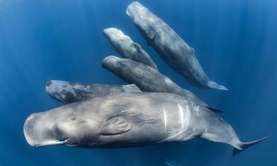 鲸鱼，你会救我吗？&nbsp;&nbsp;|&nbsp;&nbsp;一群抹香鲸, 印度洋 (&copy; Tony Wu/Nature Picture Library) - 2026/05/15