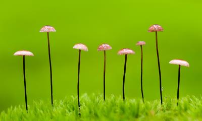 脚下的世界&nbsp;&nbsp;|&nbsp;&nbsp;马鬃小皮伞，白俄罗斯 (&copy; M&aacute;t&eacute;/Nature Picture Library) - 2026/09/01