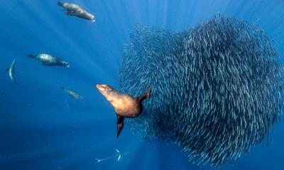 海浪与海岸的高手&nbsp;&nbsp;|&nbsp;&nbsp;墨西哥近海围猎沙丁鱼饵球的加州海狮，太平洋 (&copy; Henley Spiers/Nature Picture Library) - 2026/09/12