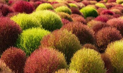 坚韧在此扎根&nbsp;&nbsp;|&nbsp;&nbsp;地肤田，中国 (&copy; lingqi xie/Getty Images) - 2026/09/14