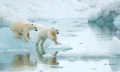 北极的新晋探索者&nbsp;&nbsp;|&nbsp;&nbsp;斯瓦尔巴群岛玩耍的北极熊幼崽，挪威 (&copy; Danny Green/Nature Picture Library) - 2026/09/16